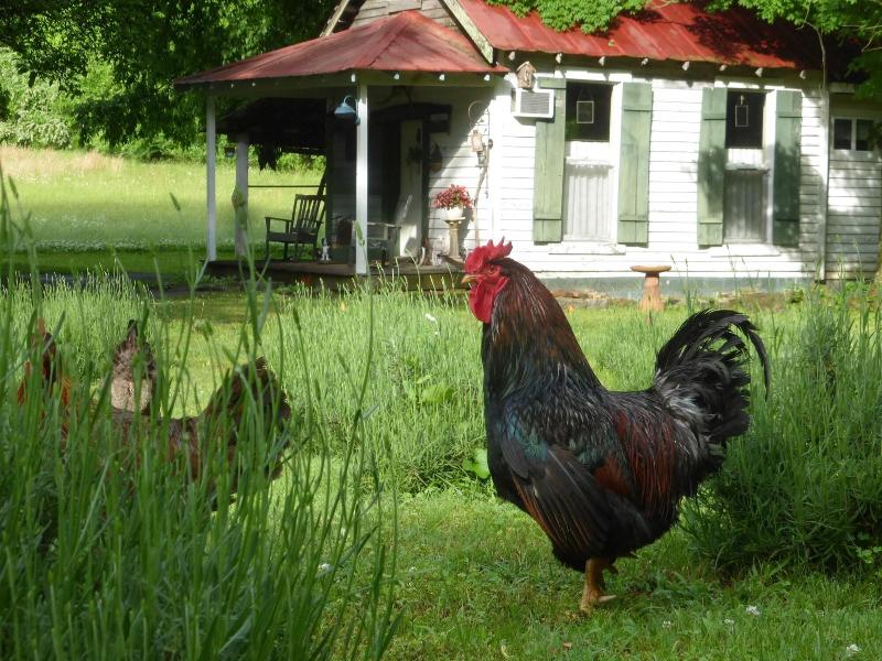 Mulberry Lavender Farm and B&B image