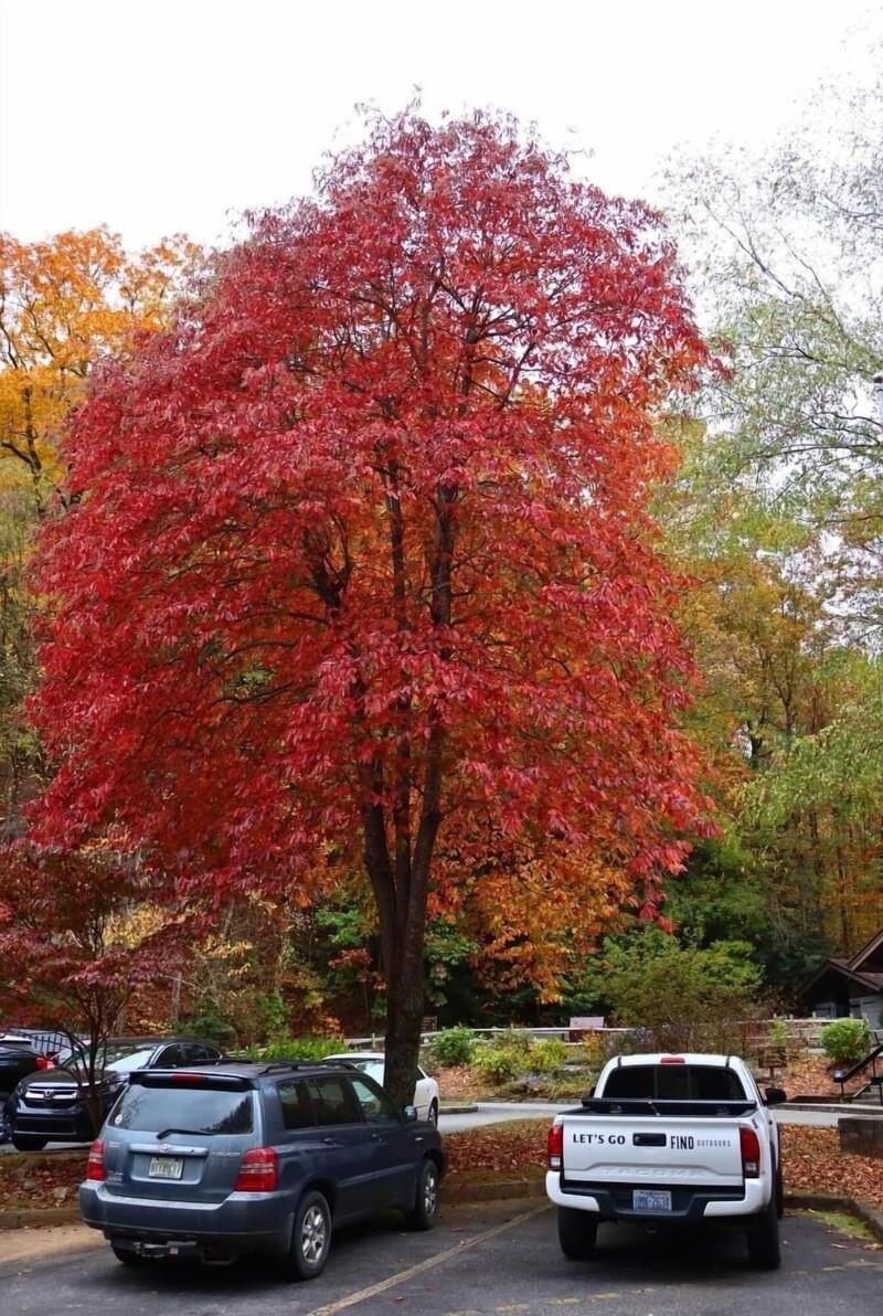 Nacoochee Valley Rentals image
