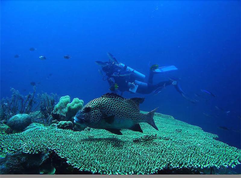 Patuno Hotel & Resort Wakatobi