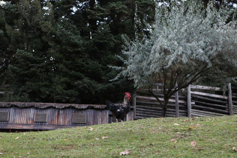 Vasilikia Mountain Farm & Retreat image