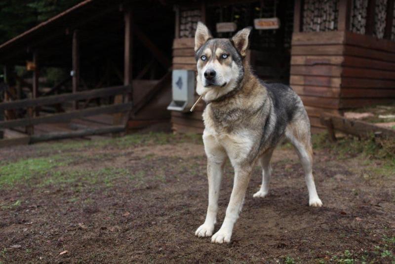 Vasilikia Mountain Farm & Retreat image