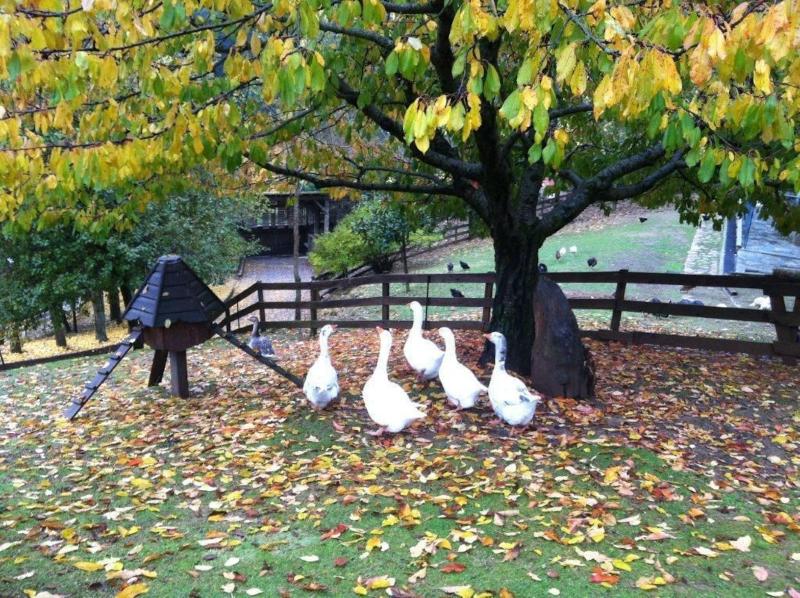 Vasilikia Mountain Farm & Retreat image