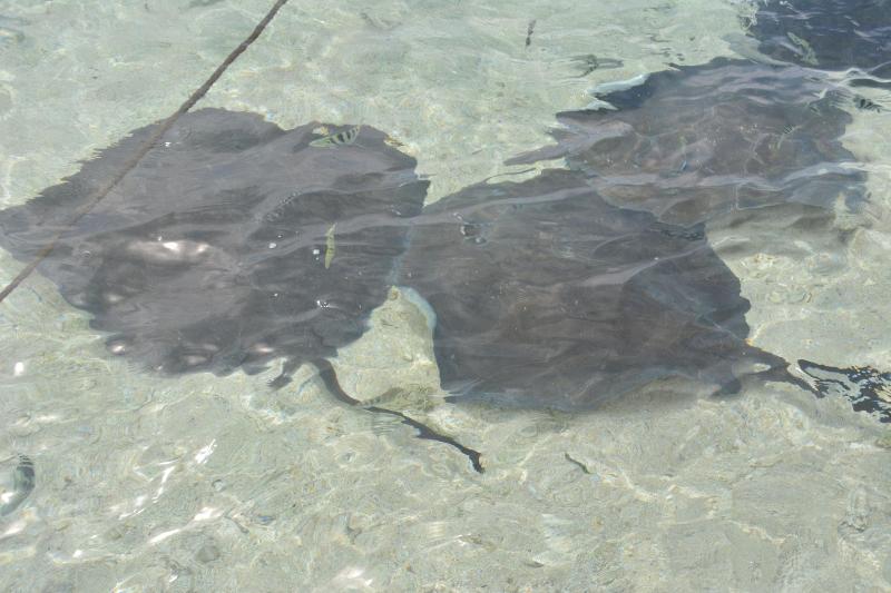 Mahina's Lodge image