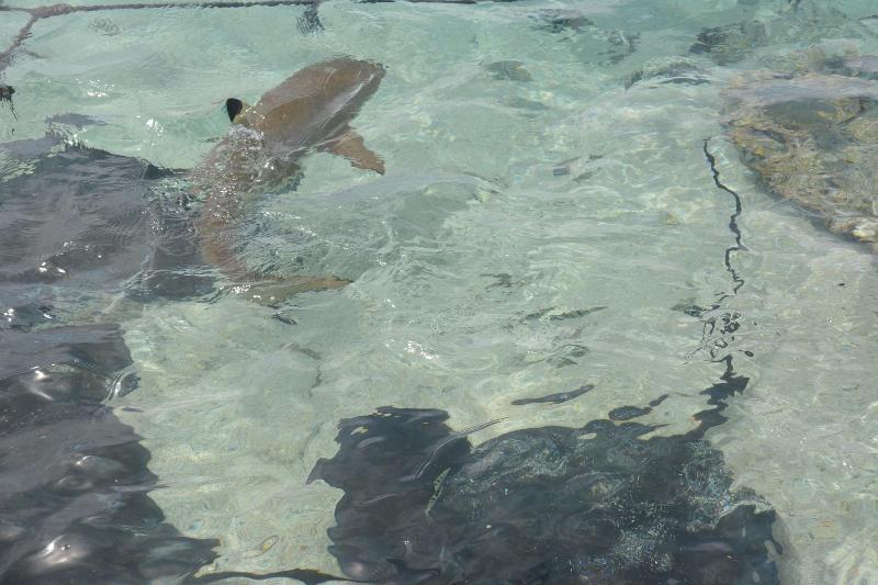 Mahina's Lodge image