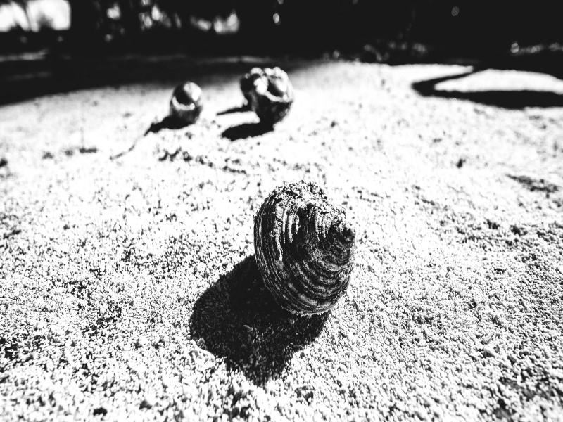 Seashell Neil