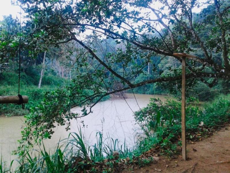 360 Rainforest