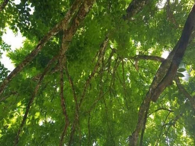 360 Rainforest