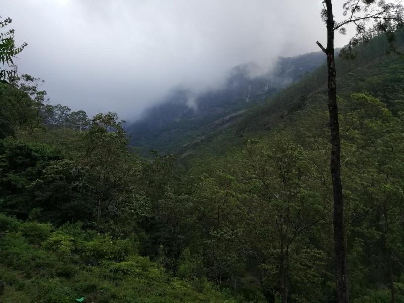 360 Rainforest