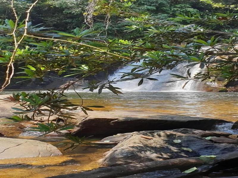 360 Rainforest