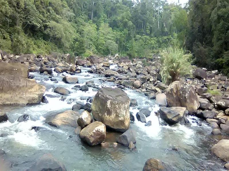 360 Rainforest