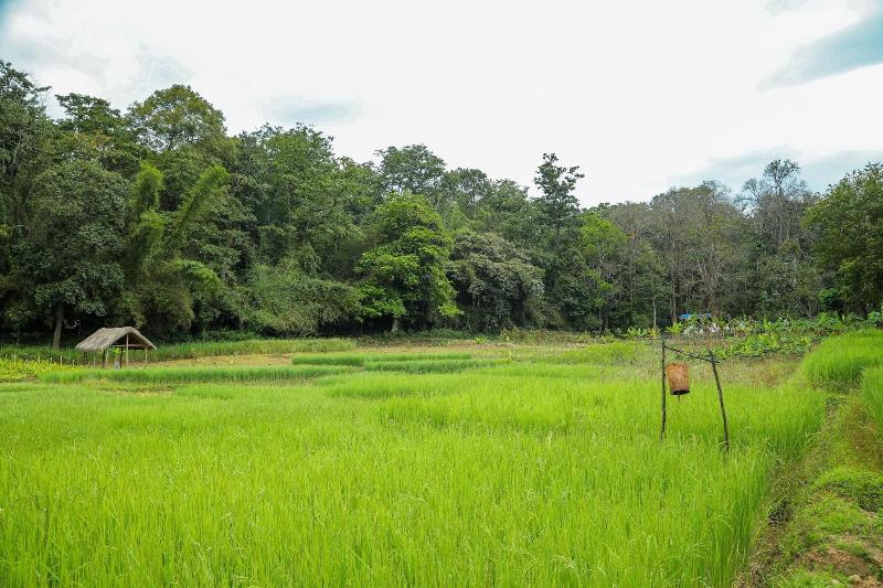 The Woods Resorts Wayanad