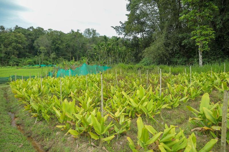 The Woods Resorts Wayanad