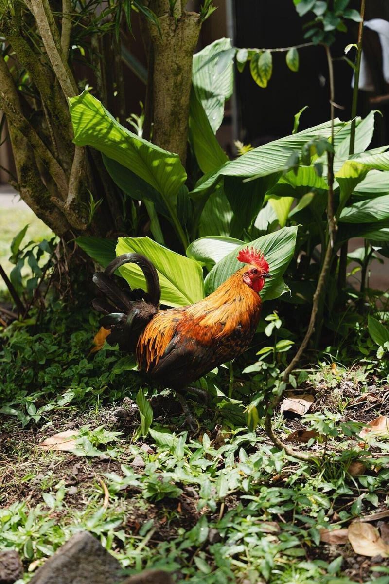 Hawaiian Sanctuary image