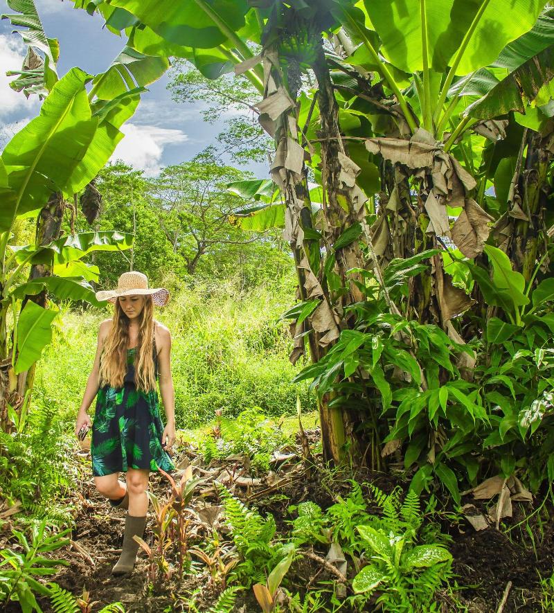 Hawaiian Sanctuary image