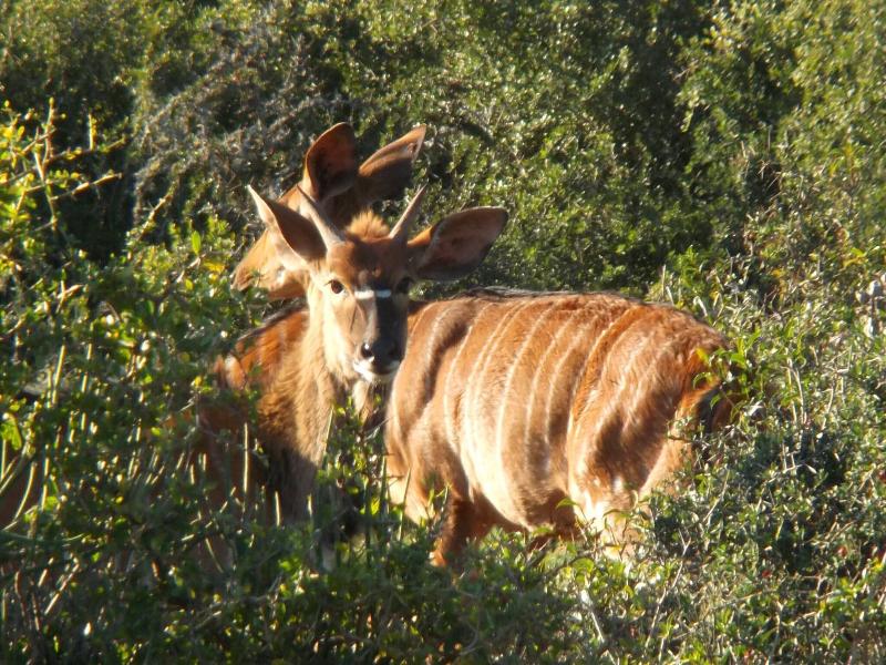 Valley Bushveld Country Lodge