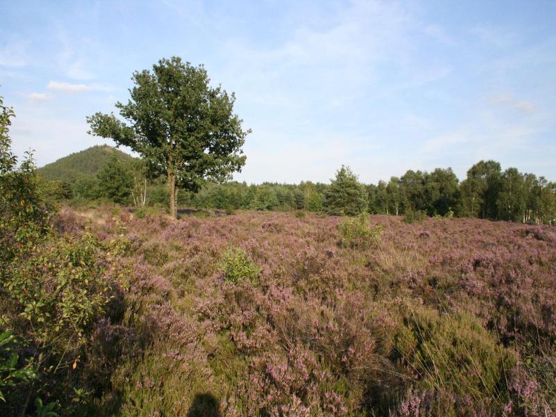 B&B Crijbohoeve image
