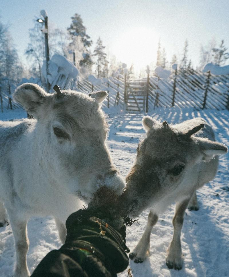 Northern Lights Ranch image
