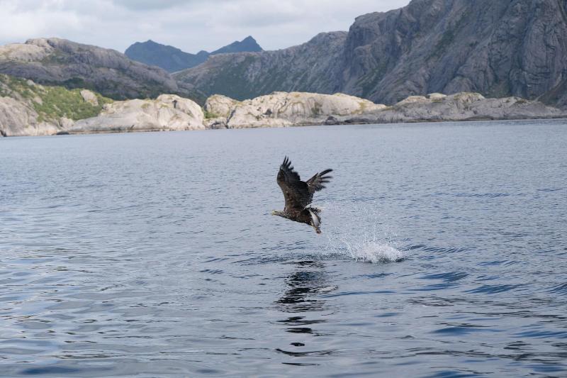 Lofoten Cottages image
