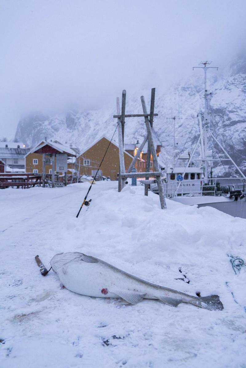 Lofoten Cottages image