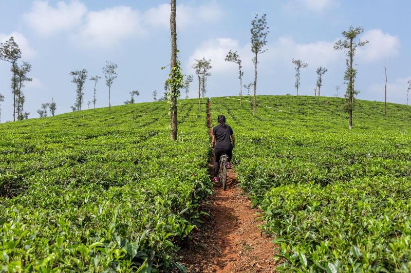 Ama Plantation Trails , Coorg image