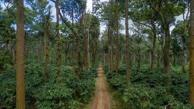 Ama Plantation Trails , Coorg image