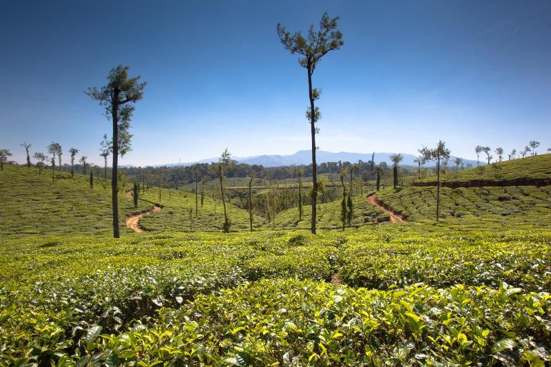 Ama Plantation Trails , Coorg image