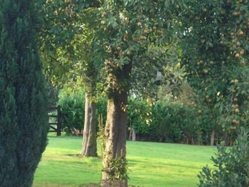 Ash Farm Country Guest House image