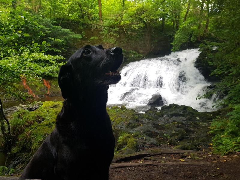 Fairy Falls Hotel image