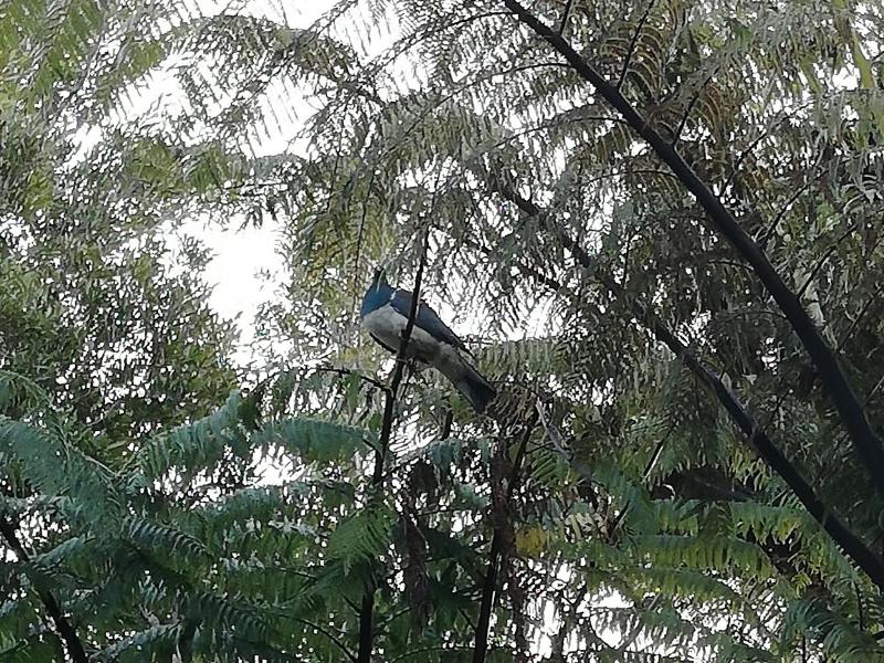 Patuha Lodge 3