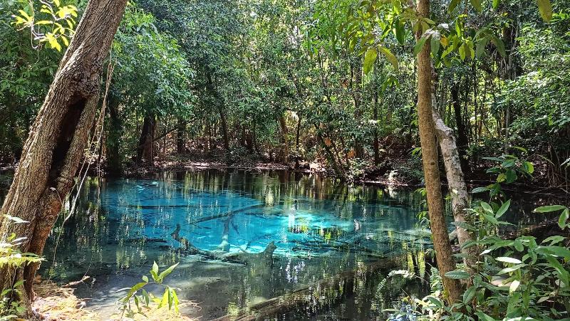Brown andaman  krabi image 3