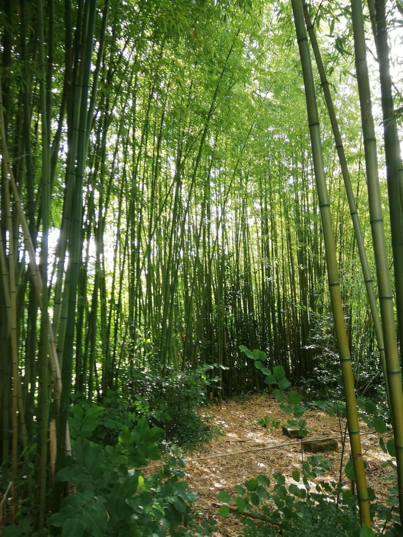 Les Chenêts image
