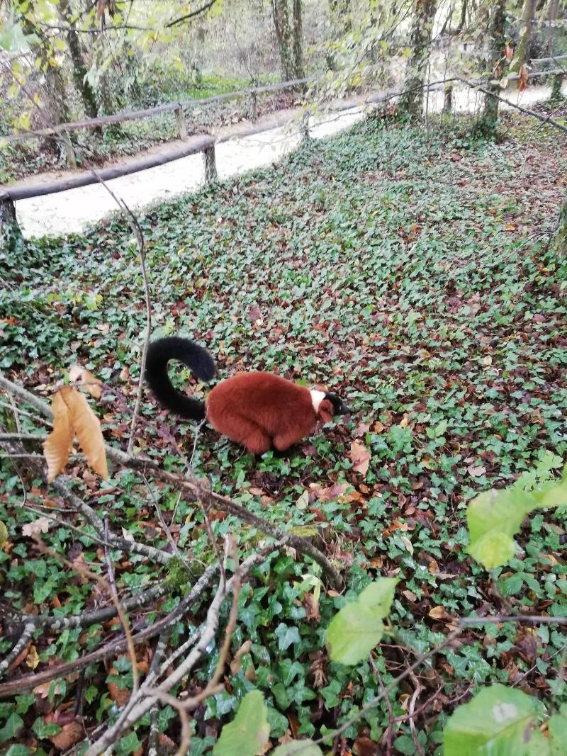 Les Chenêts image
