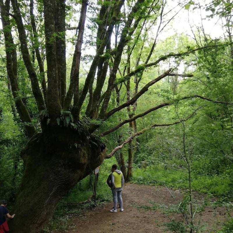 Les Chenêts image