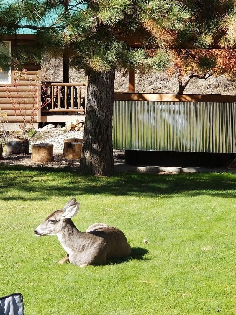 Sourdough Lodge — general view