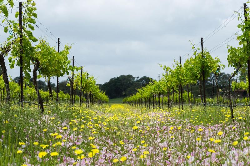The Vineyard At Florence