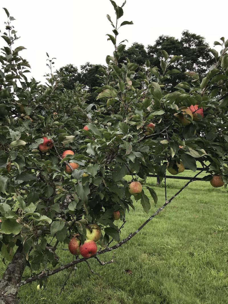 Letchworth Farm — photo 26