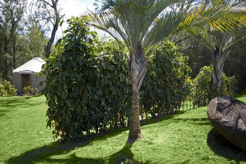 Hawaii Island Retreat image