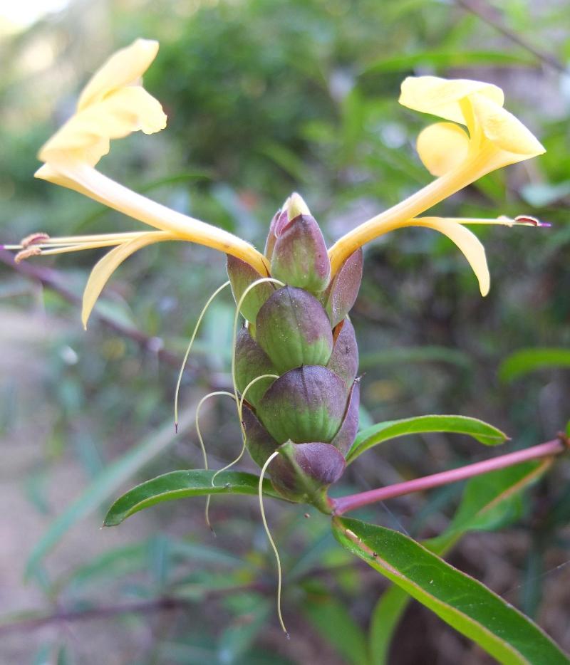 Le Jardin Maoré image