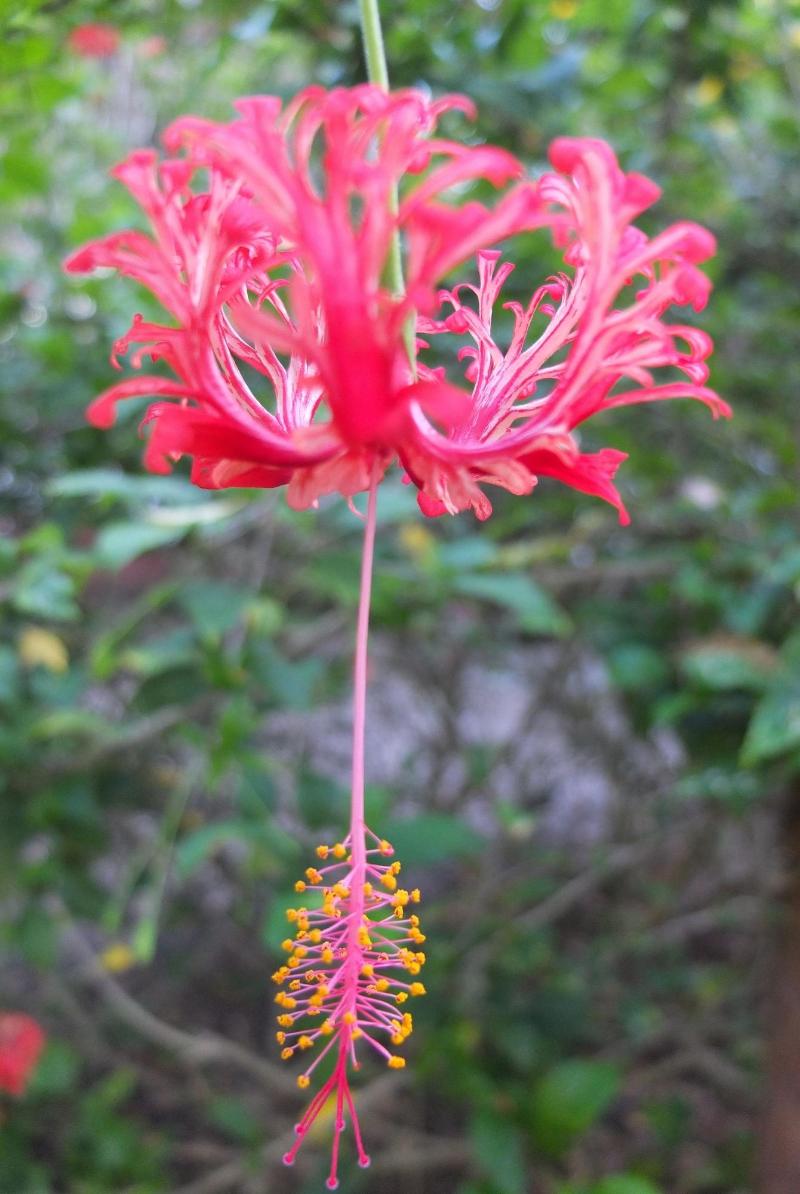 Le Jardin Maoré image