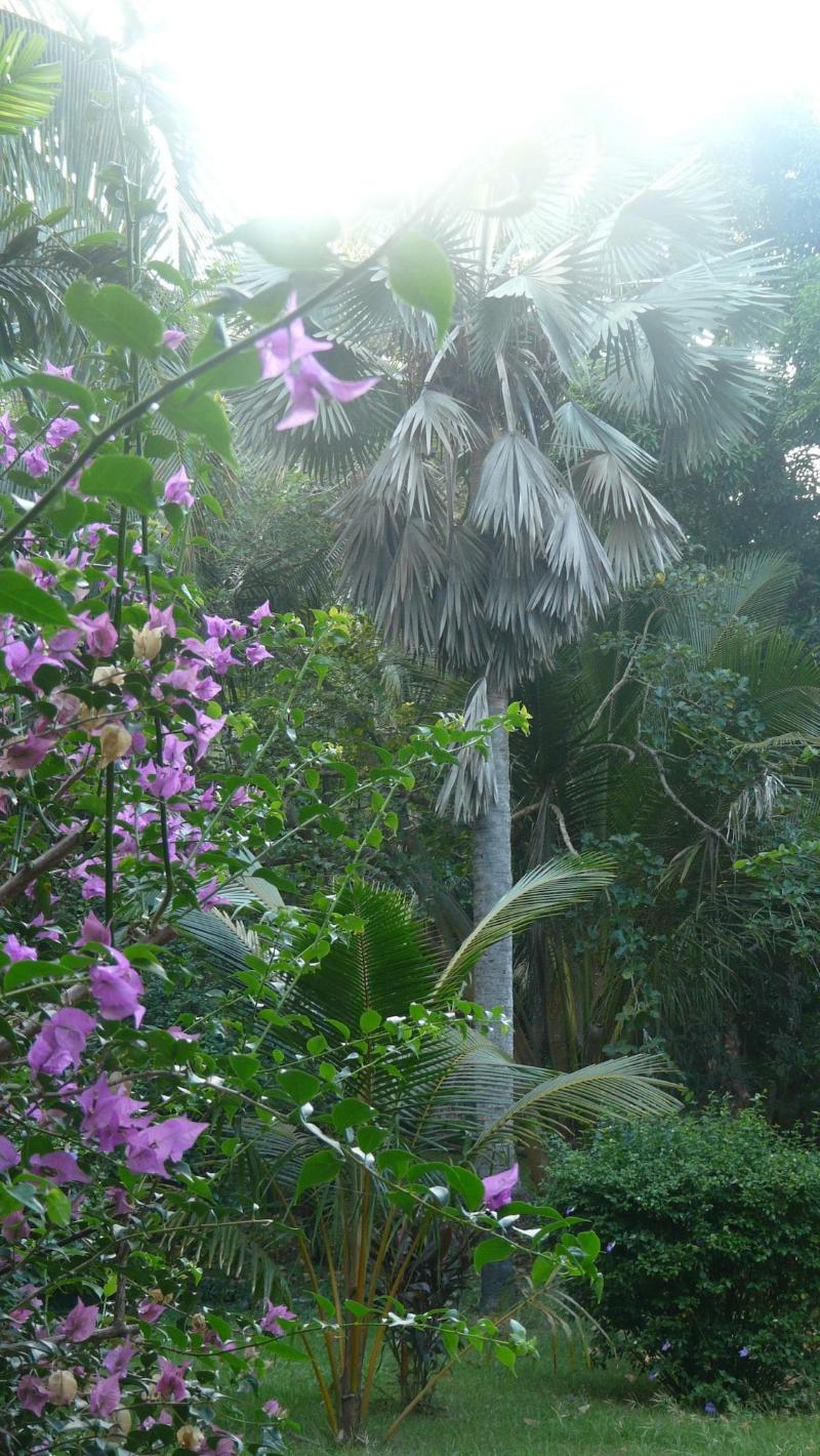 Le Jardin Maoré image