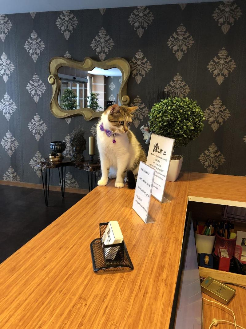 Line Suite Hotel image