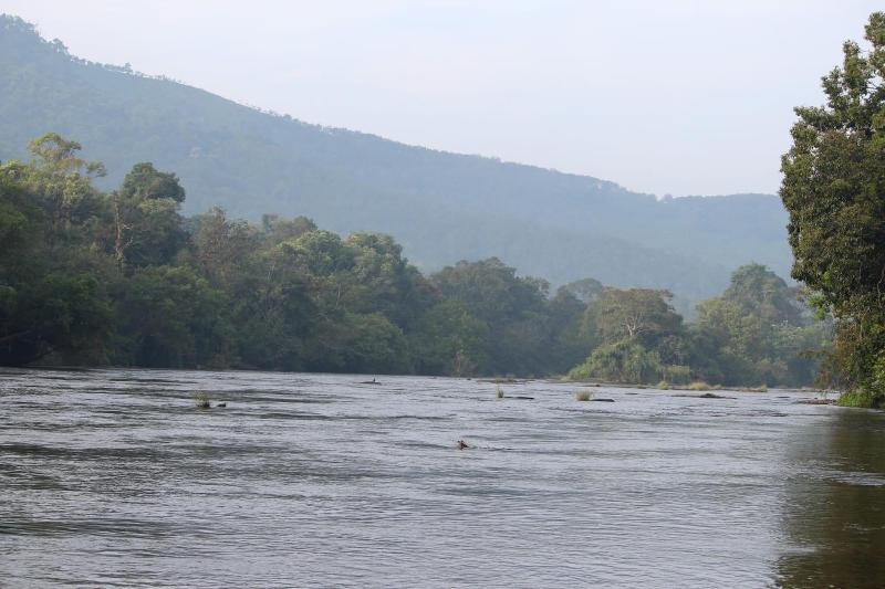 Athirapilly Green Trees image