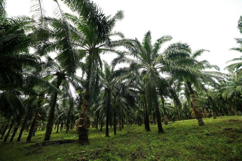Athirapilly Green Trees image