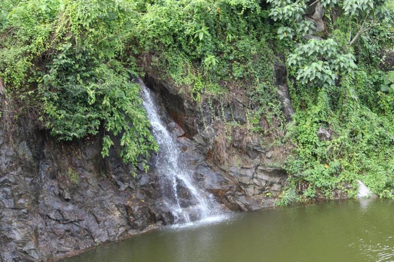 Athirapilly Green Trees image