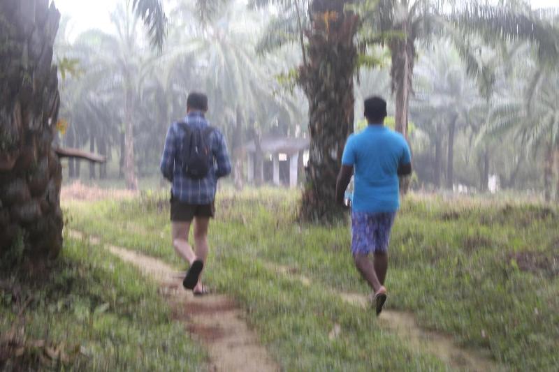 Athirapilly Green Trees image