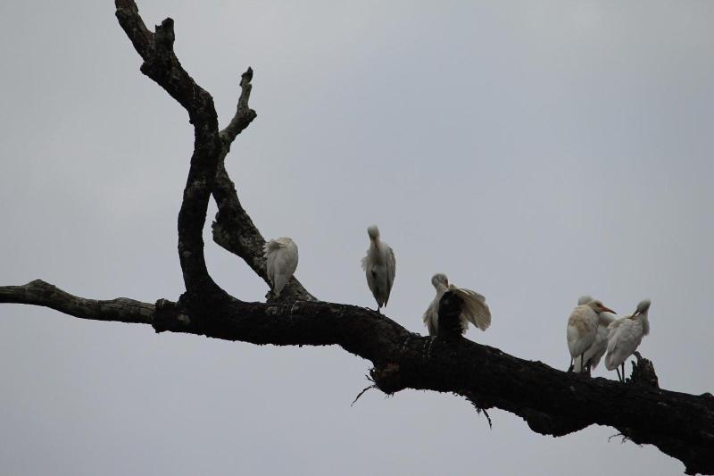 Athirapilly Green Trees image