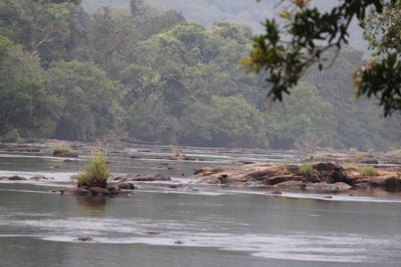 Athirapilly Green Trees image