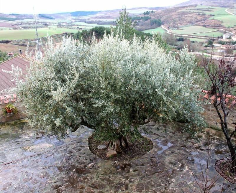 El Olivo De Sansol image