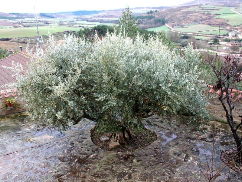 El Olivo De Sansol — general view