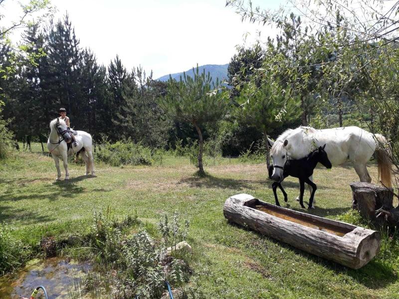 Nesilce Tatil Koyu